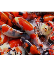 Карп кои (Carassius auratus var.) Карп кои (Carassius auratus var.)