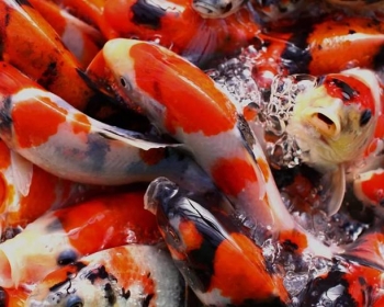 Карп кои (Carassius auratus var.)