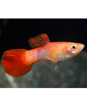 Гуппи Красный коралл самцы (Poecilia reticulata var.)