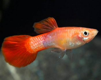 Гуппи Красный коралл самцы (Poecilia reticulata var.)