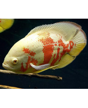 Астронотус тигровый альбинос (Astronotus ocellatus var.)