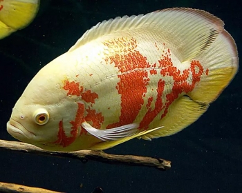Астронотус тигровый альбинос (Astronotus ocellatus var.)