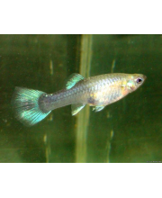 Гуппи Зеленый неон самки (Poecilia reticulata var.) Гуппи Зеленый неон самки (Poecilia reticulata var.)