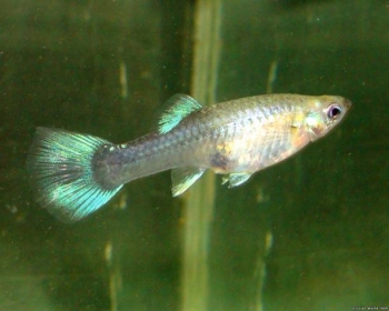 Гуппи Зеленый неон самки (Poecilia reticulata var.)