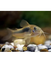 Коридорас золотистый (Corydoras aeneus) Коридорас золотистый (Corydoras aeneus)