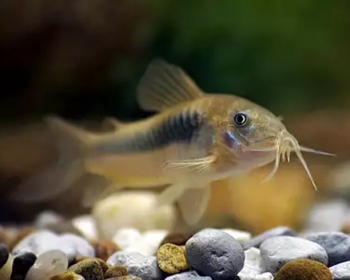 Коридорас золотистый (Corydoras aeneus)