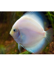 Дискус снежно-белый (Symphysodon aequifasciatus var.)