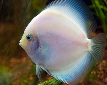 Дискус снежно-белый (Symphysodon aequifasciatus var.)