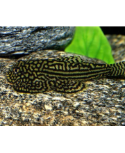 Севелия линеолата (Sewellia lineolata) Севелия линеолата (Sewellia lineolata)
