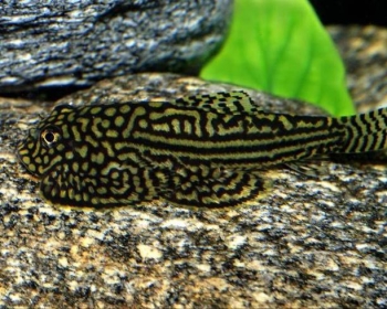 Севелия линеолата (Sewellia lineolata)