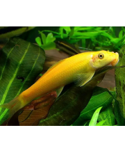 Гиринохейлус золотой (Gyrinocheilus aymonieri) Гиринохейлус золотой (Gyrinocheilus aymonieri)