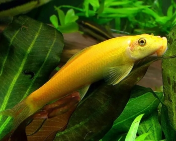 Гиринохейлус золотой  (Gyrinocheilus aymonieri)