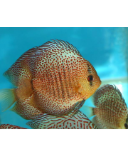 Дискус леопард змеиная кожа (Symphysodon aequifasciatus var.)