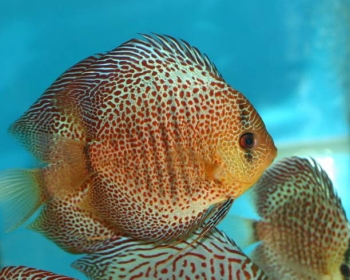 Дискус леопард змеиная кожа (Symphysodon aequifasciatus var.)