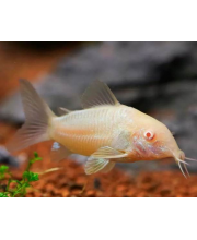 Коридорас альбинос (Corydoras paleatus albino) Коридорас альбинос (Corydoras paleatus albino)