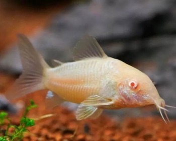 Коридорас альбинос (Corydoras paleatus albino)