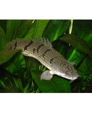 Полиптерус дельгези (Polypterus delhezi) Полиптерус дельгези (Polypterus delhezi)