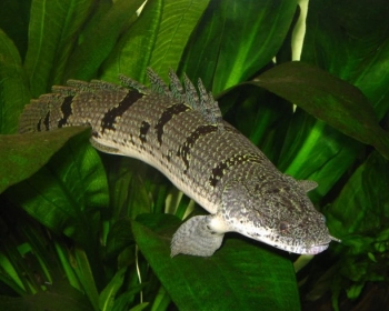 Полиптерус дельгези (Polypterus delhezi)