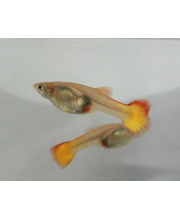 Гуппи Микариф сансет самки (Poecilia reticulata var.)