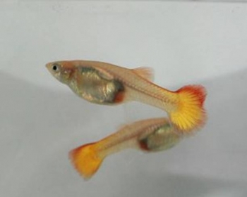 Гуппи Микариф сансет самки (Poecilia reticulata var.)