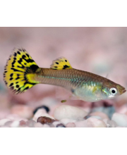 Гуппи Кобра зеленая самки (Poecilia reticulata var.) Гуппи Кобра зеленая самки (Poecilia reticulata var.)