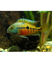 Цихлазома Никарагуанская (Cichlasoma nicaraguense) Цихлазома Никарагуанская (Cichlasoma nicaraguense)