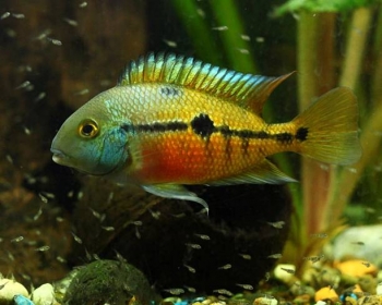 Цихлазома Никарагуанская (Cichlasoma nicaraguense)
