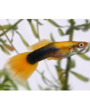 Гуппи Тукседо желтые самцы (Poecilia reticulata var.)