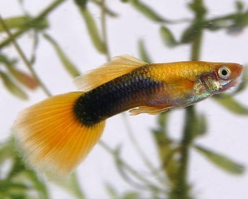 Гуппи Тукседо желтые самцы (Poecilia reticulata var.)