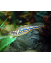 Данио малабарский (Danio aequipinnatus) Данио малабарский (Danio aequipinnatus)
