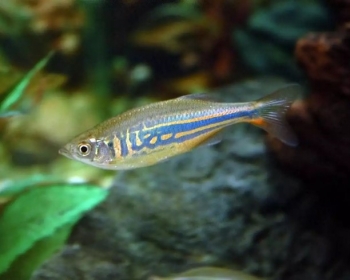 Данио малабарский (Danio aequipinnatus)