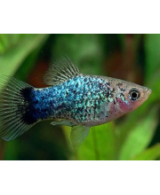 Пецилия Голубая ситцевая (Xiphophorus maculatus var.)