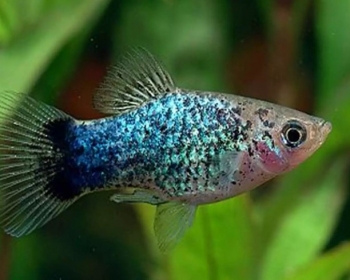 Пецилия Голубая ситцевая (Xiphophorus maculatus var.)