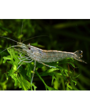 Креветка амано (Caridina japonica) Креветка амано (Caridina japonica)