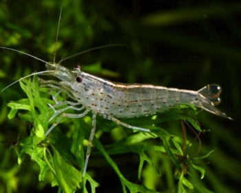 Креветка амано (Caridina japonica)