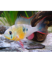 Апистограмма боливийская (Microgeophagus altispinosa)