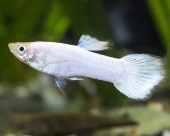 Гуппи Белоснежная самцы (Poecilia reticulata var.)