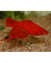 Меченосец рубиновый (Xiphophorus hellerii var.) Меченосец рубиновый (Xiphophorus hellerii var.)