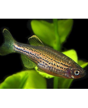 Данио леопардовый (Danio frankei) Данио леопардовый (Danio frankei)
