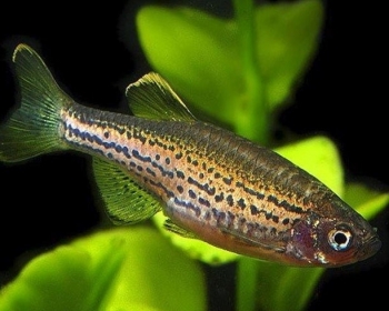 Данио леопардовый (Danio frankei)