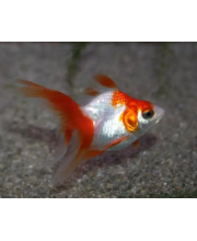 Риукин красно-белый (Carassius auratus var.) Риукин красно-белый (Carassius auratus var.)