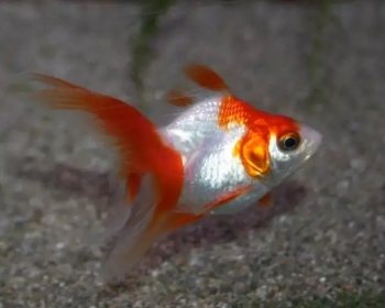 Риукин красно-белый (Carassius auratus var.)