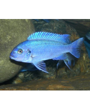 Псевдотрофеус зебра голубая (Pseudotropheus zebra) Псевдотрофеус зебра голубая (Pseudotropheus zebra)