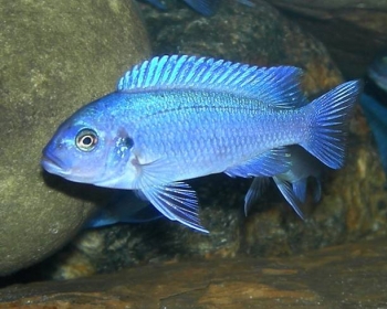 Псевдотрофеус зебра голубая (Pseudotropheus zebra)