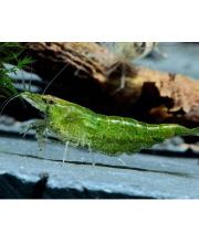 Креветка зеленая жаде (Neocaridina davidi var) Креветка зеленая жаде (Neocaridina davidi var)