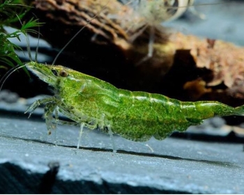Креветка зеленая жаде (Neocaridina davidi var)