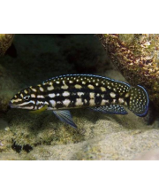Юлидохромис Марлиера (Julidochromis marlieri Magara) Юлидохромис Марлиера (Julidochromis marlieri Magara)
