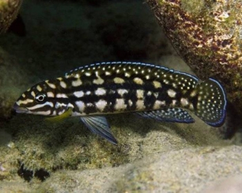 Юлидохромис Марлиера (Julidochromis marlieri Magara)