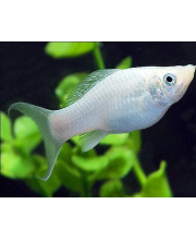 Моллинезия серебряная (Poecilia sphenops var.) Моллинезия серебряная (Poecilia sphenops var.)