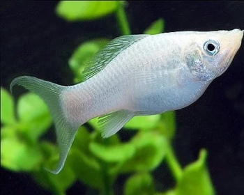 Моллинезия серебряная (Poecilia sphenops var.)